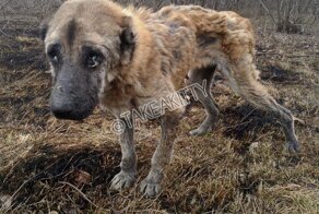 Люди нашли такую худую собаку, что в ней сложно было узнать алабая