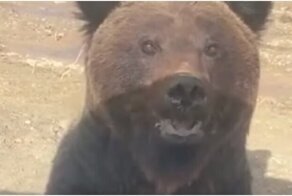 Встреча с молодым медведем на дороге