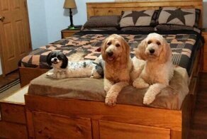 Американские мебельщики создали кровать для любителей домашних животных