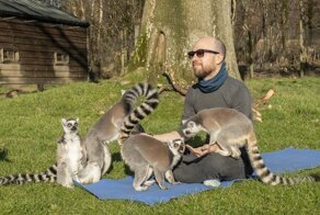 «Узбагойся!»: занятия йогой с лемурами избавляют от стресса и плохого настроения