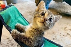 Коты - наше всё: милейшие фото кошек, которые подарят вам лучик добра