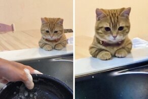 Животные, которые и сами не против присмотреть за хозяевами