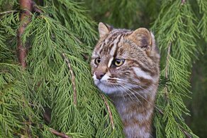 Лесные коты: дикие родственники домашних кошек