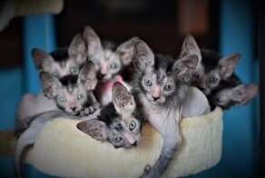 Ликои - коты-оборотни