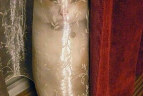 Коты-ниндзя, которые в совершенстве освоили древнее боевое искусство ниндзюцу