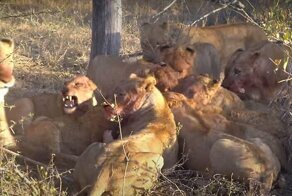 В ЮАР стадо слонов распугало львиный прайд, поедающий антилопу