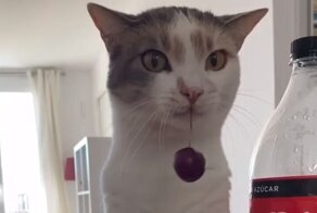 Забавная реакция кошки на черешню