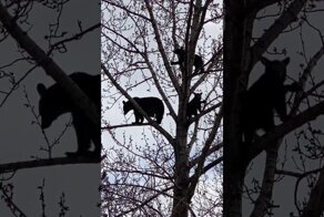 Семья медведей залезла на верхушку дерева отдохнуть