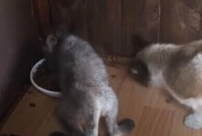 Лисенок стащил у котов миску и не захотел делиться с ними  едой