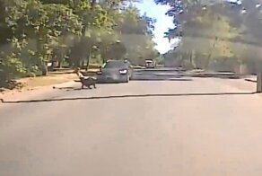 В Тольятти маленькая девочка убегала от собаки и чуть не попала под машину