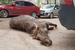 Трагический забег молодого лося по городу на севере Московской области