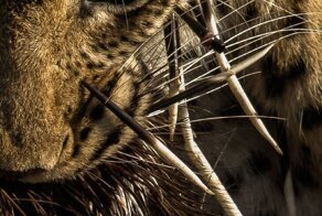 Лучшие фотографии Африки 2020