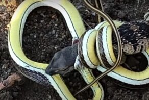 Зрелищная схватка ящерицы и змеи в ЮАР