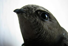 Почему "безногая ласточка" спит в воздухе