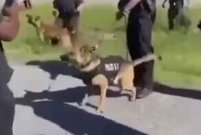 Полицейская собака сделала кусь протестующему