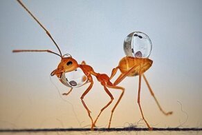 Удивительные фотографии муравьев