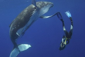 Поздоровался с китом (4 фото)