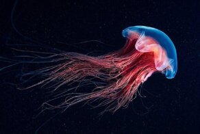 Таинственные создания Белого моря