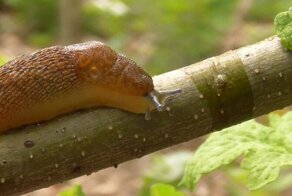 Рыбалка. ЩУКА на ЖИВЦА. Рыбалка на щуку на поплавок 2020