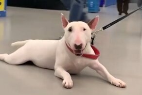 Этот пёс настолько ленив, что отказывается ходить