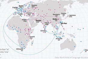 Ту ти: почему в мире всего два слова "чай"?