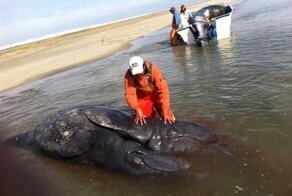 Чудо-юдо двухголовый рыба кит