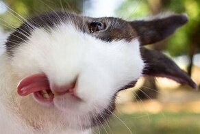 Тайная жизнь травоядных: зачем белки, кролики и лошади едят мясо?