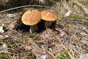 Грибной сезон открыт!