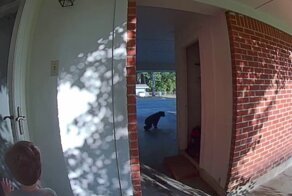 Мальчик и медвежонок испугались друг друга, встретившись на улице