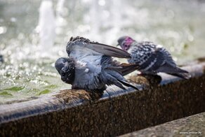 Репортаж из Минска, который забыл о коронавирусе