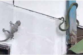 Змея не поделила стену дома с ящерицей и напала на неё