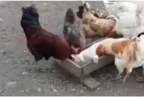 Хитрый кот наслаждается куриным массажем