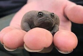 Дождевая лягушка: самая сердитая лягуха, которую вы когда-либо видели