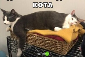 Смешные картинки