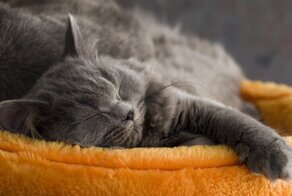 Забавные факты со всего мира