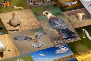 Дикая природа озера Кызыл-яр в Крыму