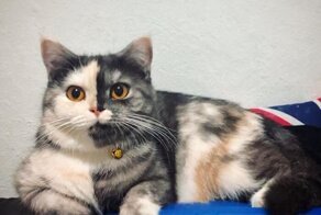 Два кота в одном:  очаровательная двуликая кошка из Таиланда