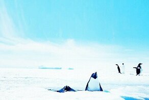 Гифки с пингвинами