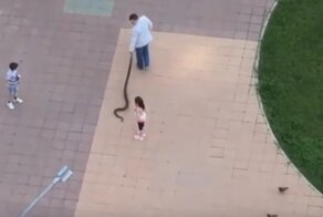 В Подмосковье мужчина выгулял своего удава во дворе