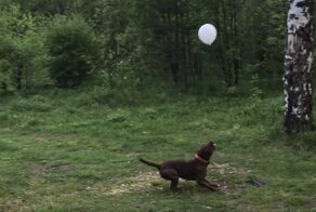Жизнерадостный пёс играет с воздушным шариком на природе