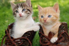 Почему кошка гадит не в лоток, а в обувь?