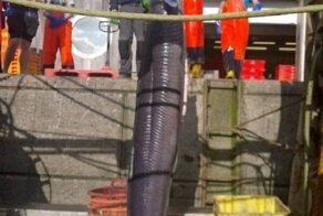 Самая большая пойманная рыба-угорь