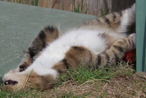 Коты нашли кошачью мяту - и понеслось!