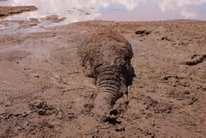 Спасение слоника из грязевой трясины