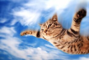 Кот-толстячок свалился с восьмого этажа и серьезно повредил стоящую под окнами машину