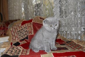 Помогите придумать имя котёнку