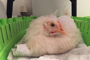 Курица, которая добилась счастья