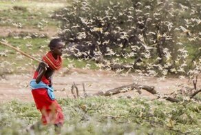 Небывалое нашествие саранчи в 60 странах: возможен голод «библейских масштабов»