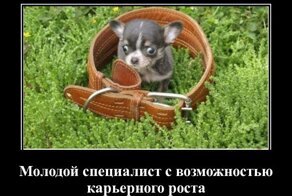 Демотиваторы про жизнь, котиков и любовь