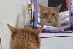 30 домашних животных, которые увидели себя в зеркале